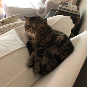 Meet your Posher, Abby